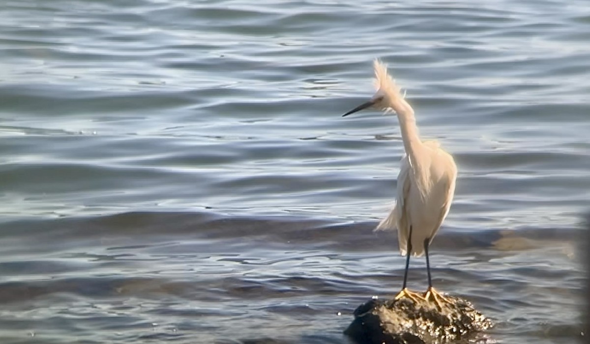 Snowy Egret - ML640552951