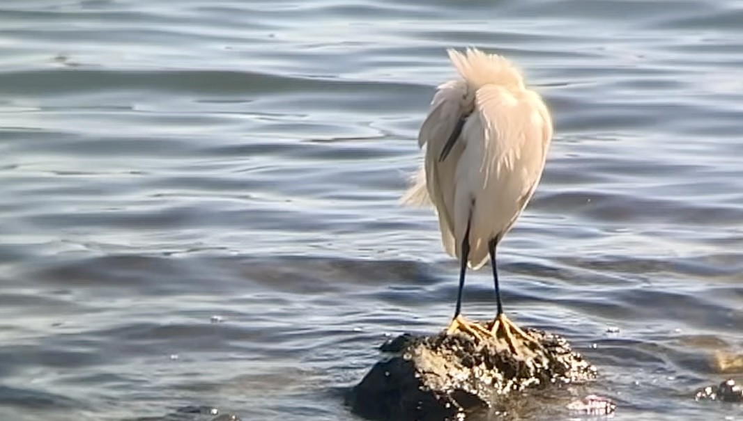 Snowy Egret - ML640552952