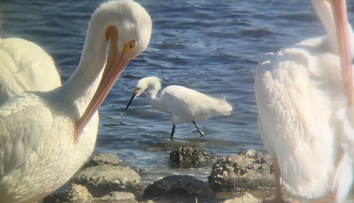 Snowy Egret - ML640552953