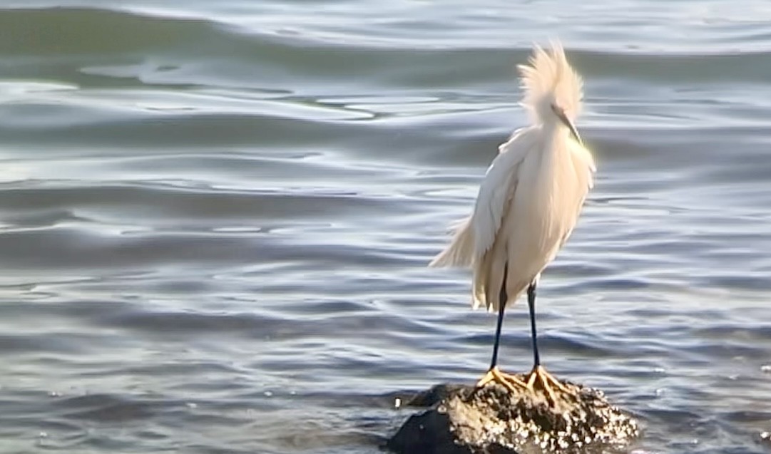 Snowy Egret - ML640552954