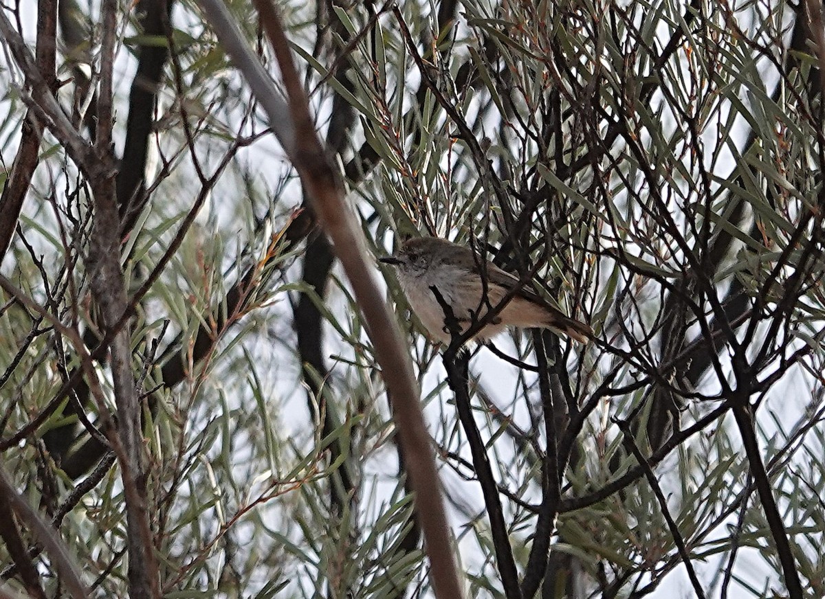Chestnut-rumped Thornbill - ML640552955