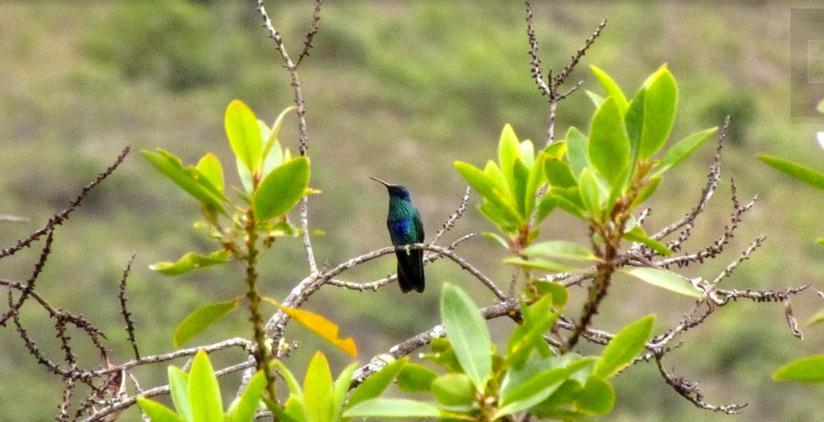 Sparkling Violetear - ML640552956