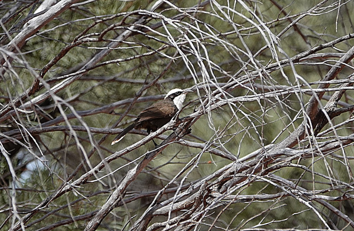 Hall's Babbler - ML640552958