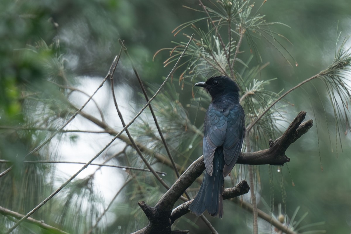 Square-tailed Drongo-Cuckoo - ML640552959