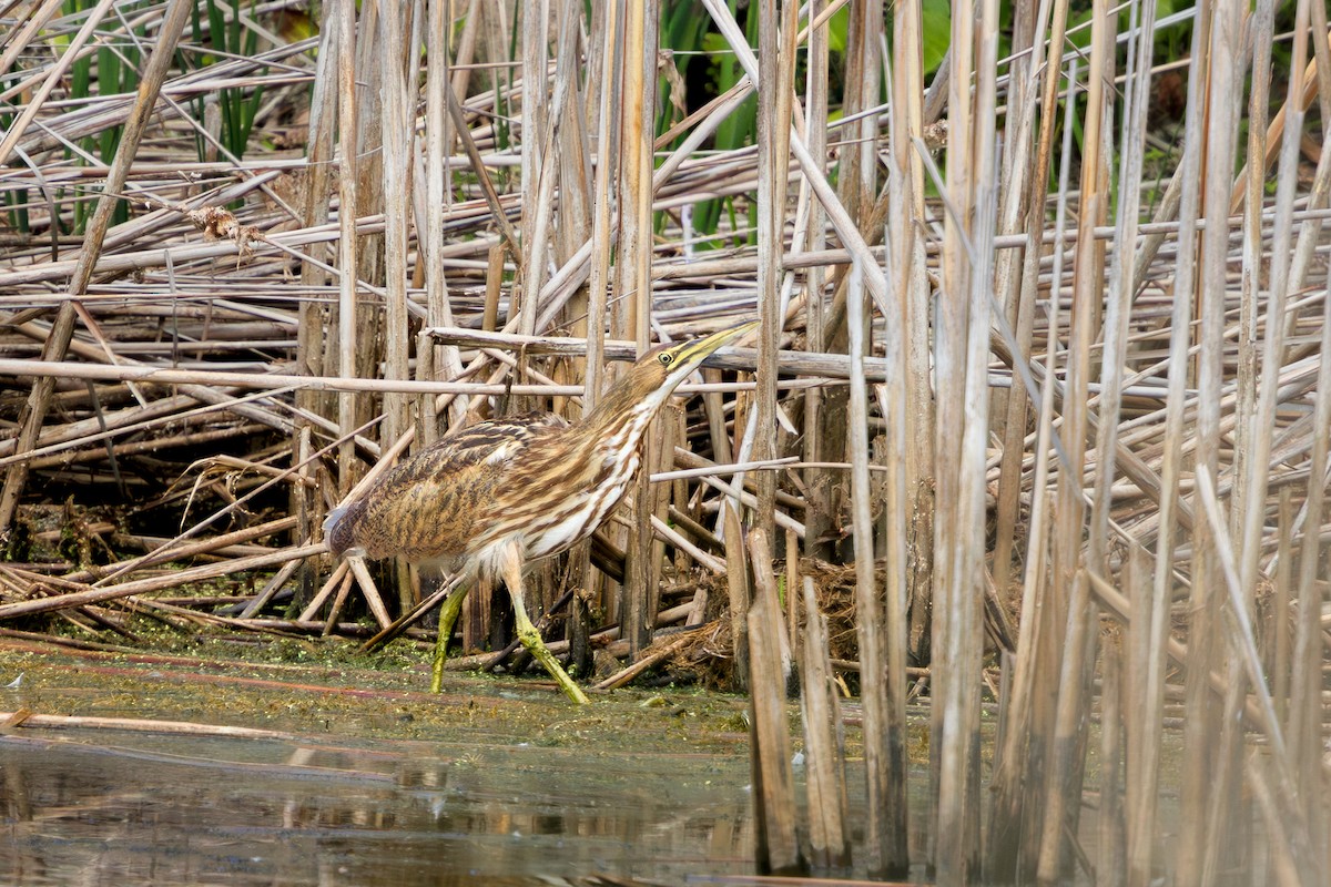 American Bittern - ML640552960