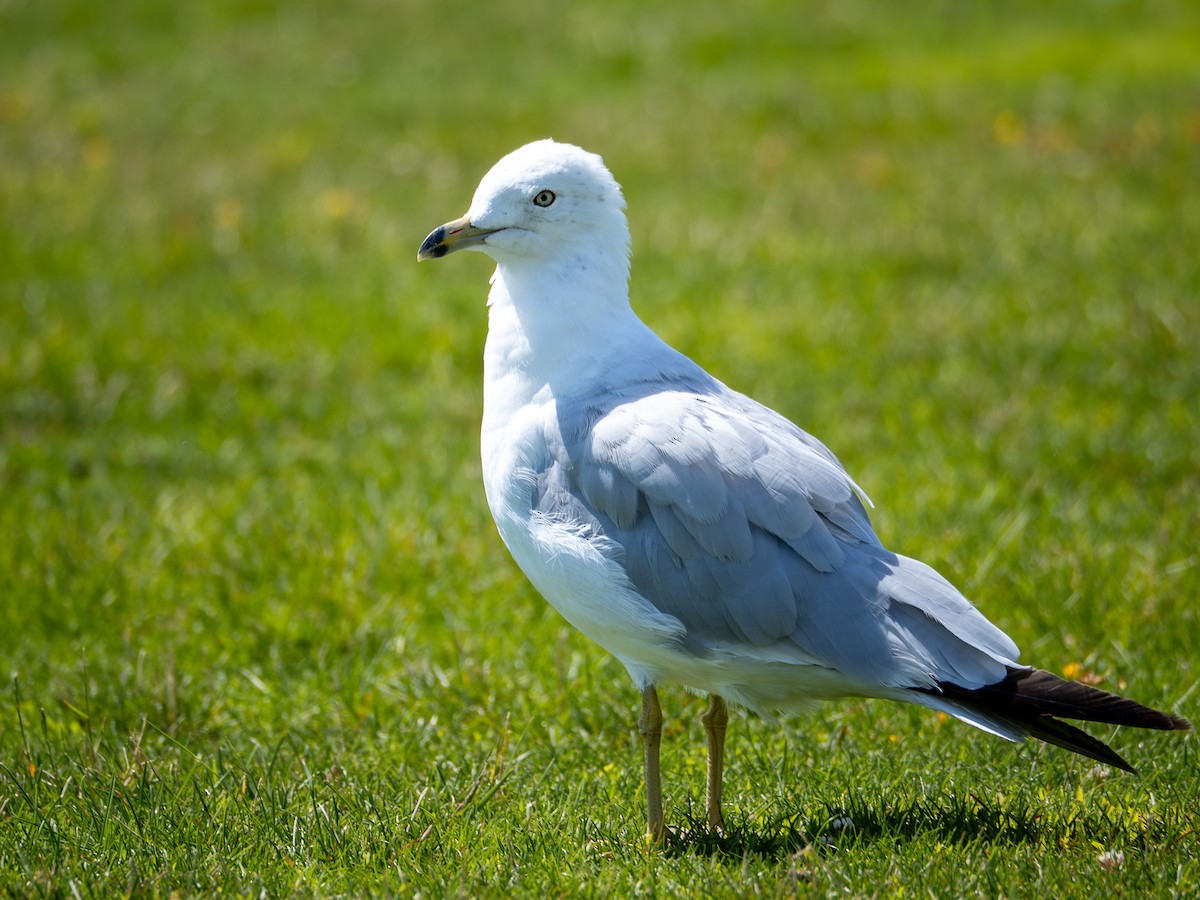Ring-billed Gull - ML640552961