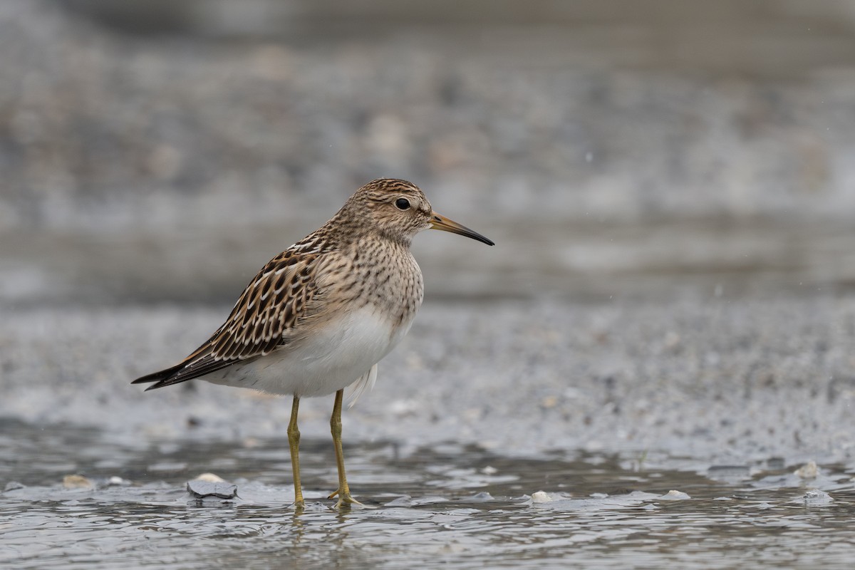 Pectoral Sandpiper - ML640552962