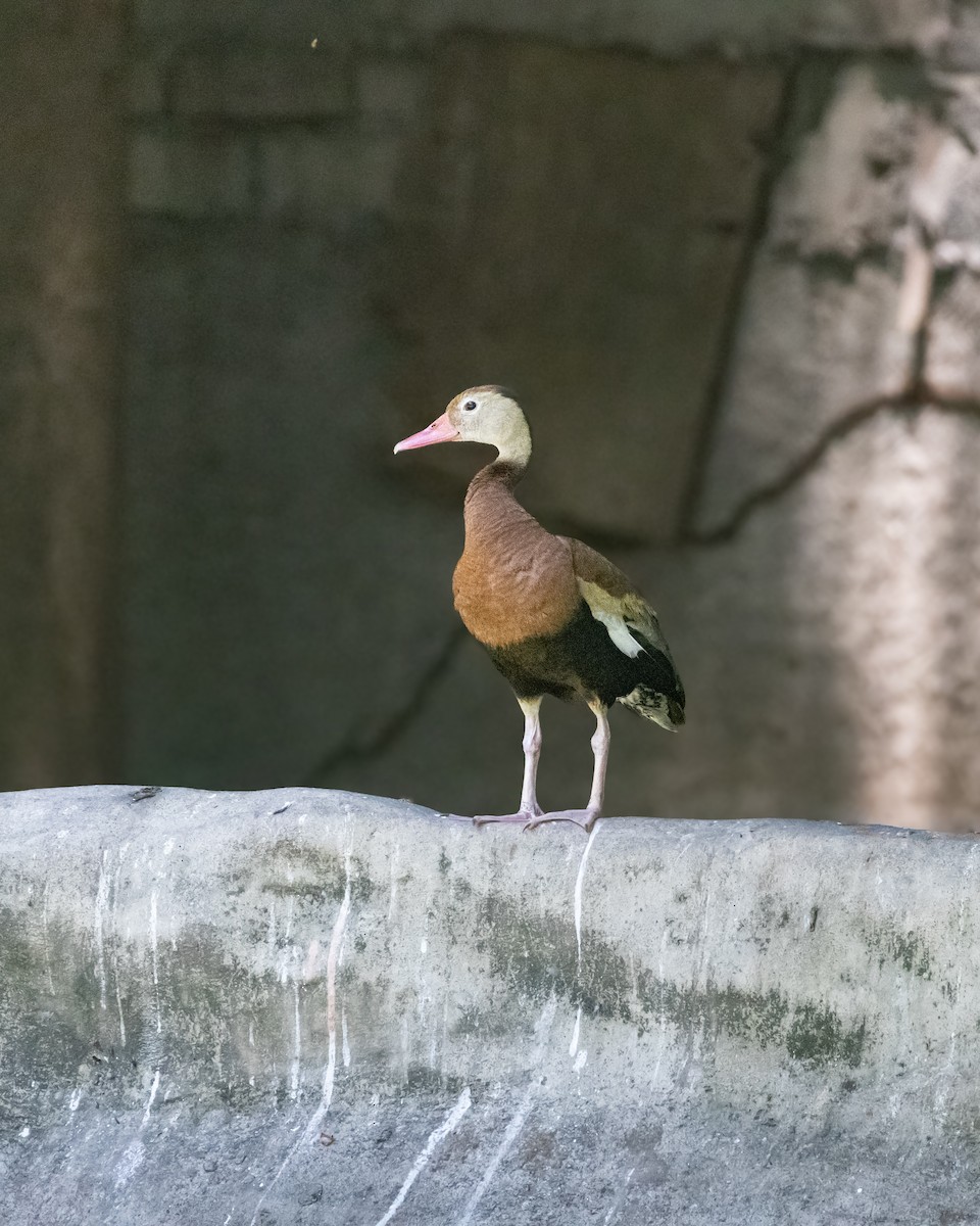 Black-bellied Whistling-Duck - ML640552963