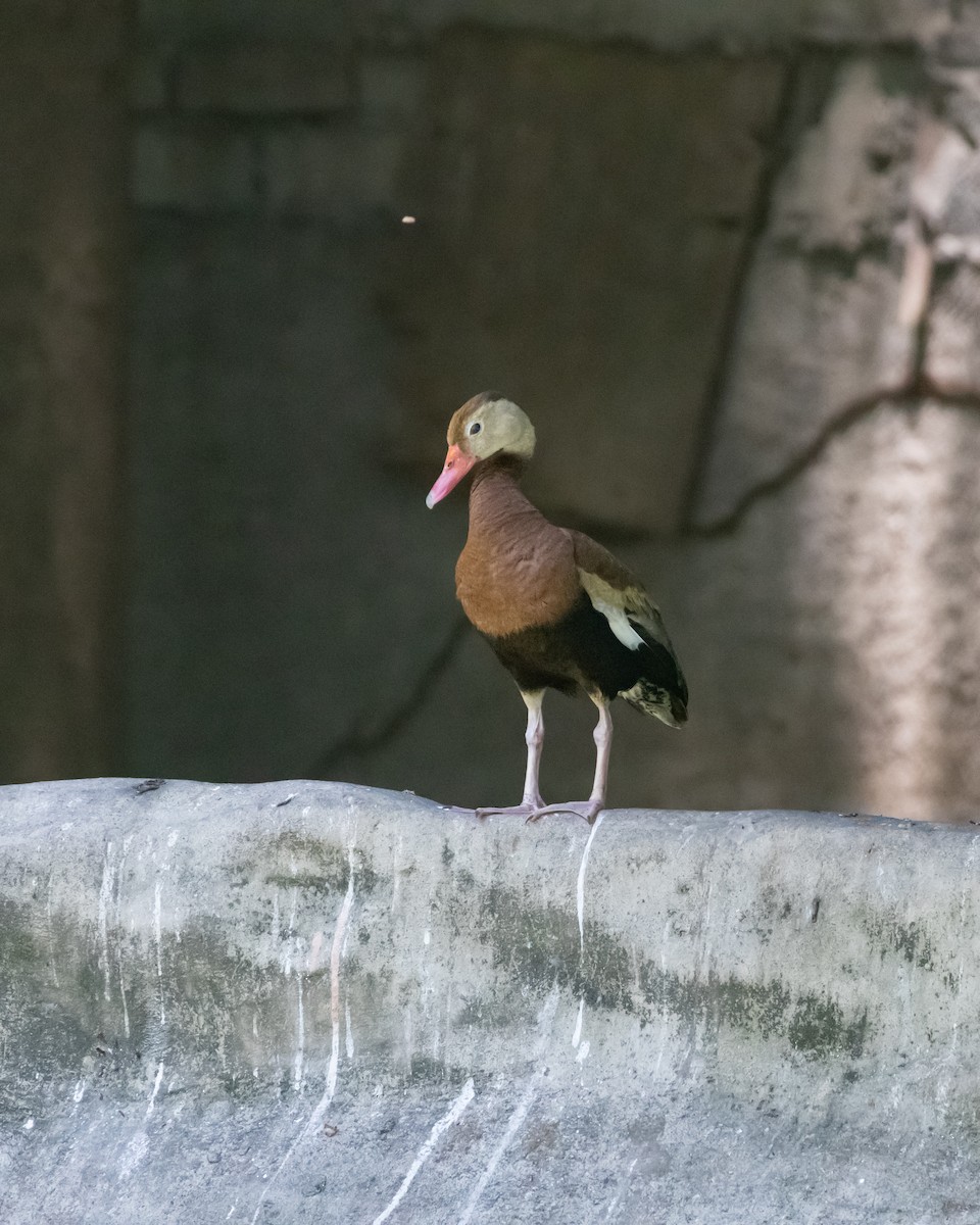 Black-bellied Whistling-Duck - ML640552964
