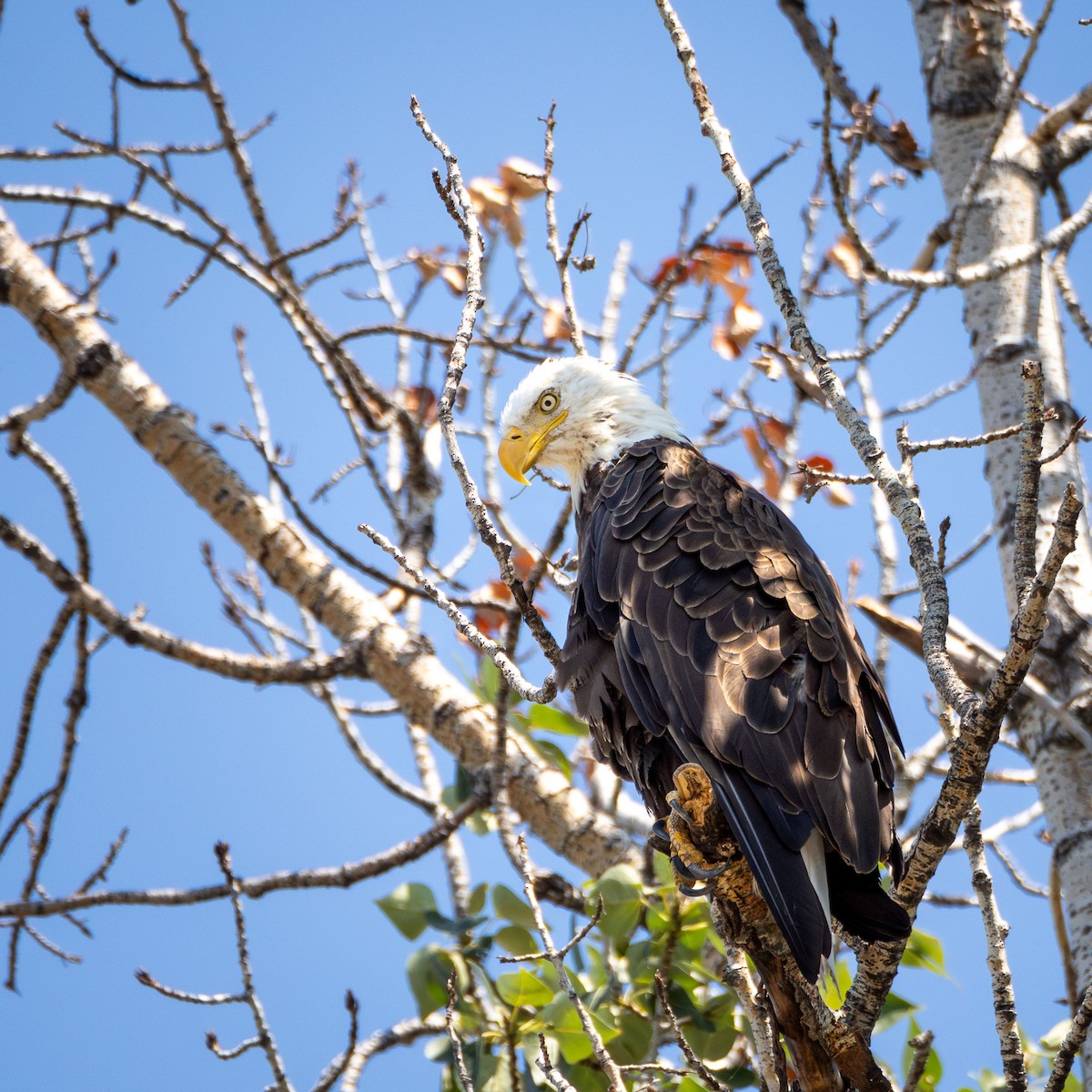 Bald Eagle - ML640552966