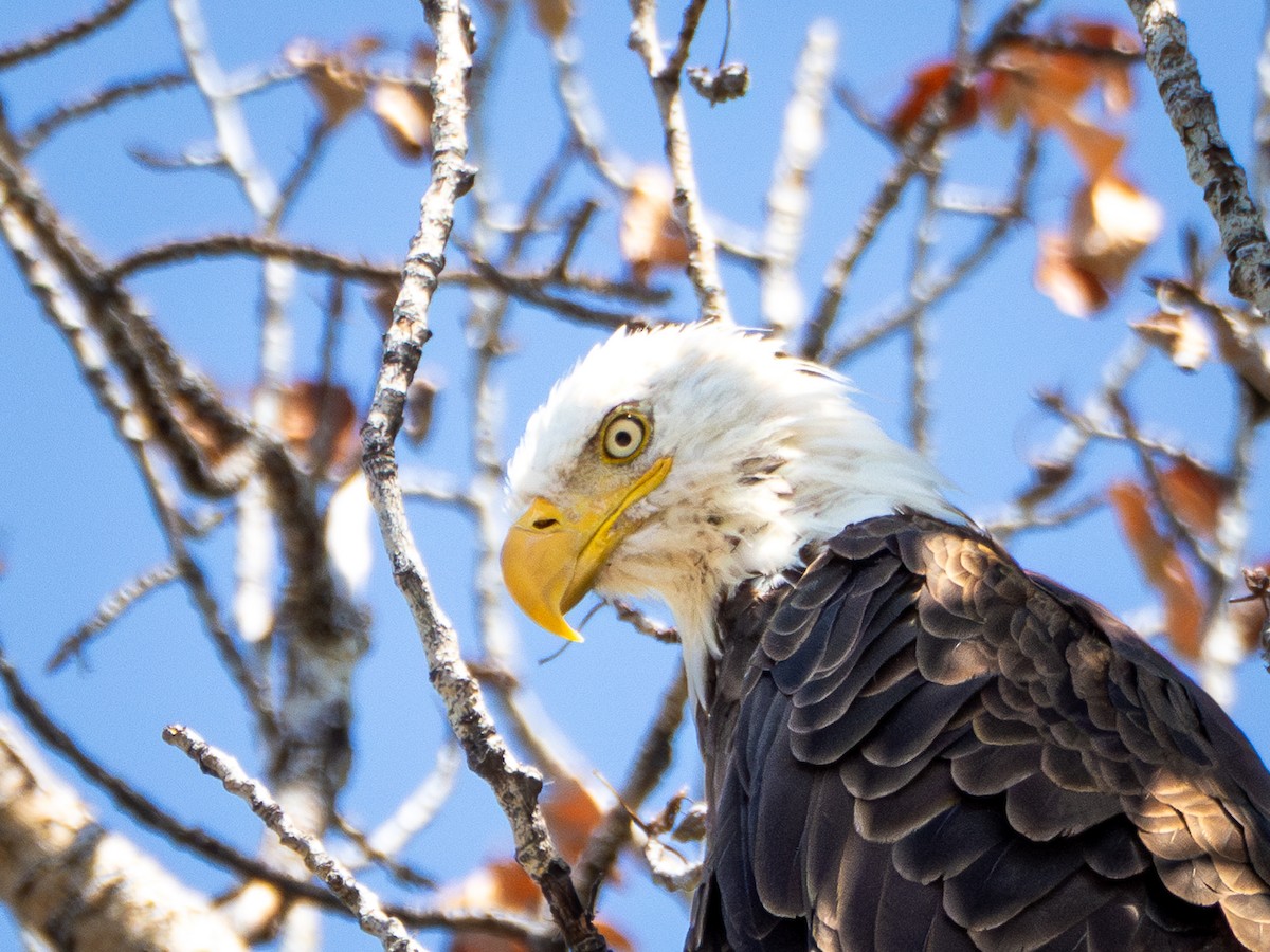 Bald Eagle - ML640552967