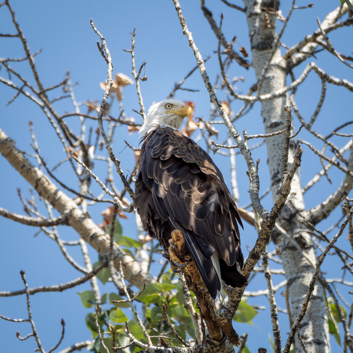 Bald Eagle - ML640552968