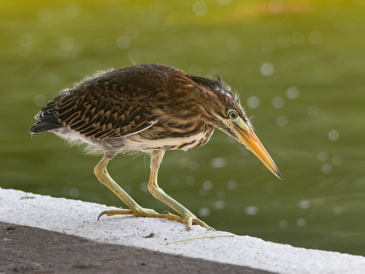 Green Heron - ML640552969