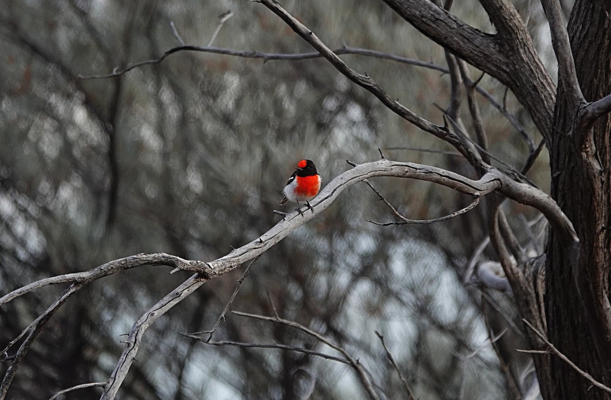 Red-capped Robin - ML640553016