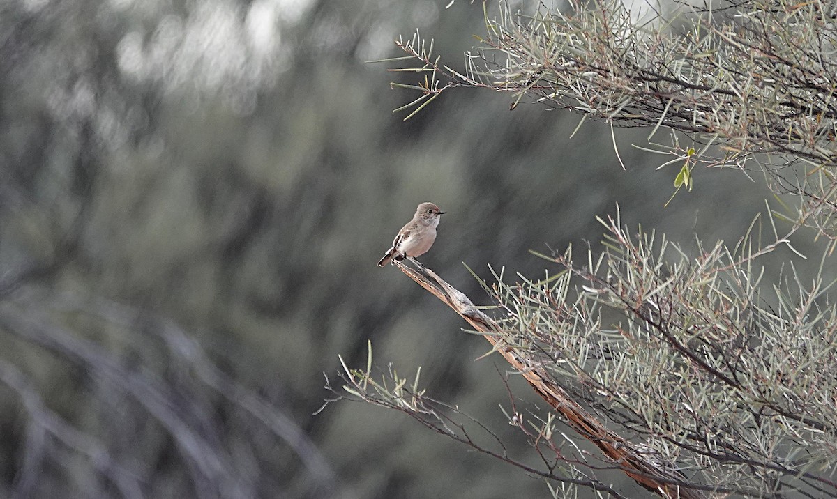 Red-capped Robin - ML640553017