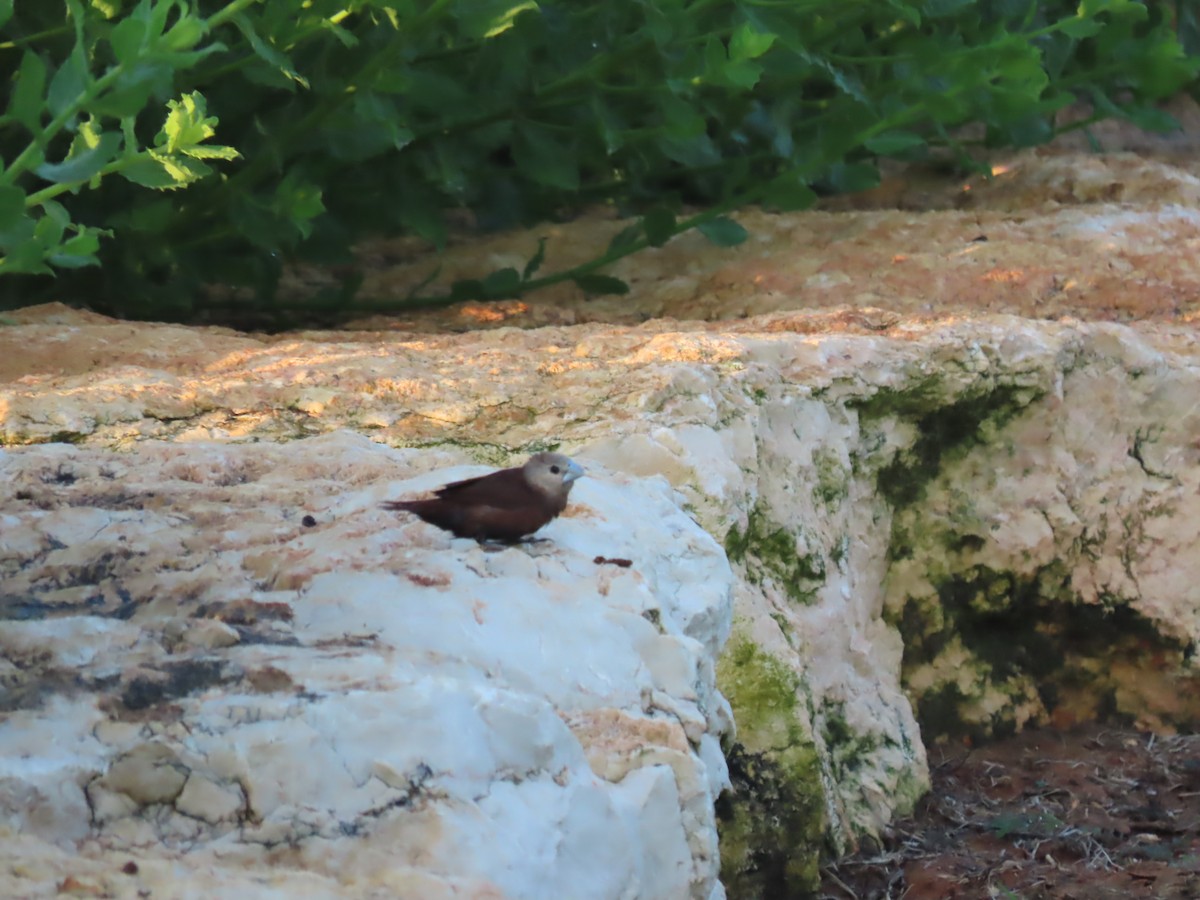 finch sp. - ML640553031
