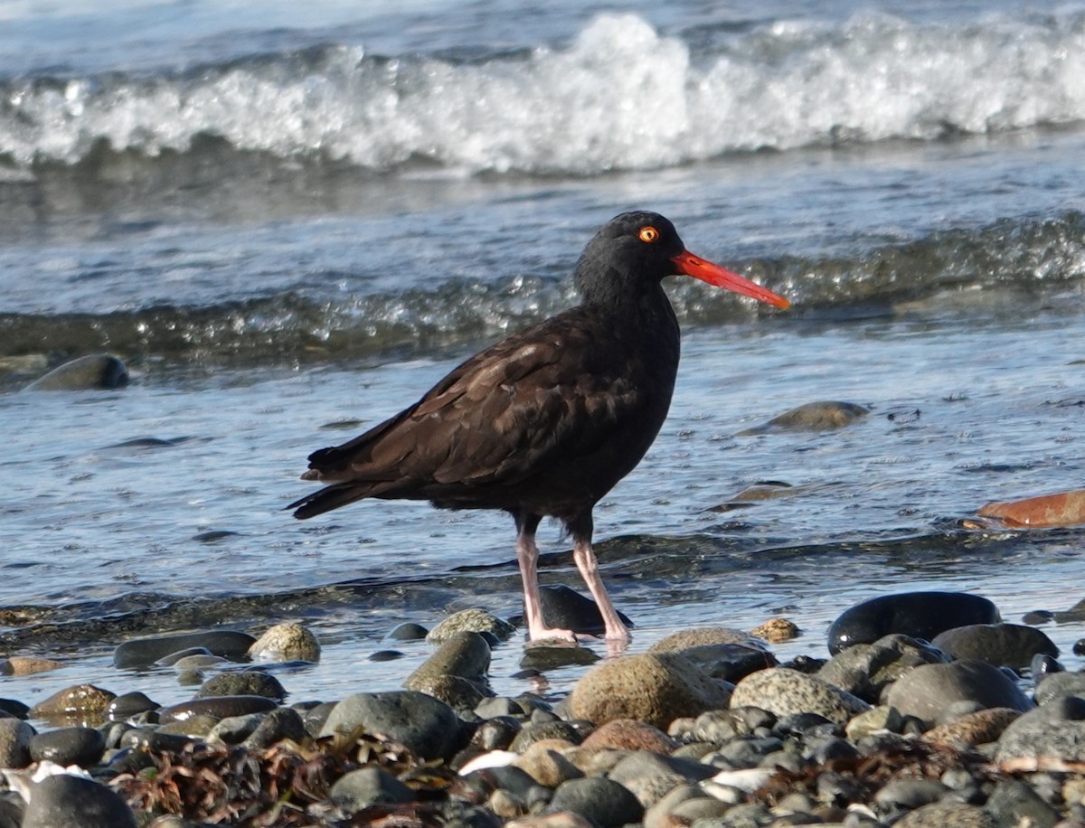 Black Oystercatcher - ML640553032