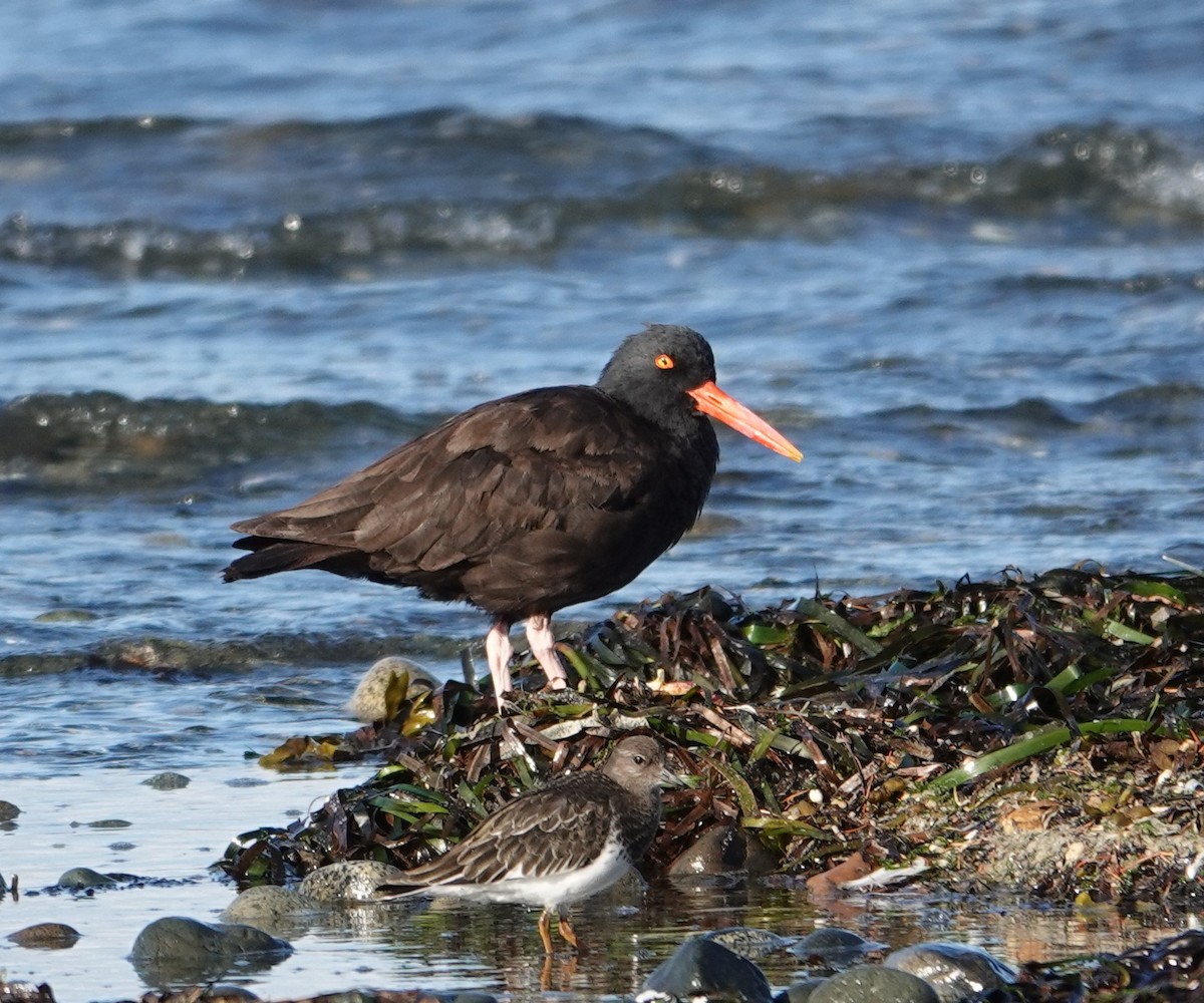 Black Oystercatcher - ML640553034