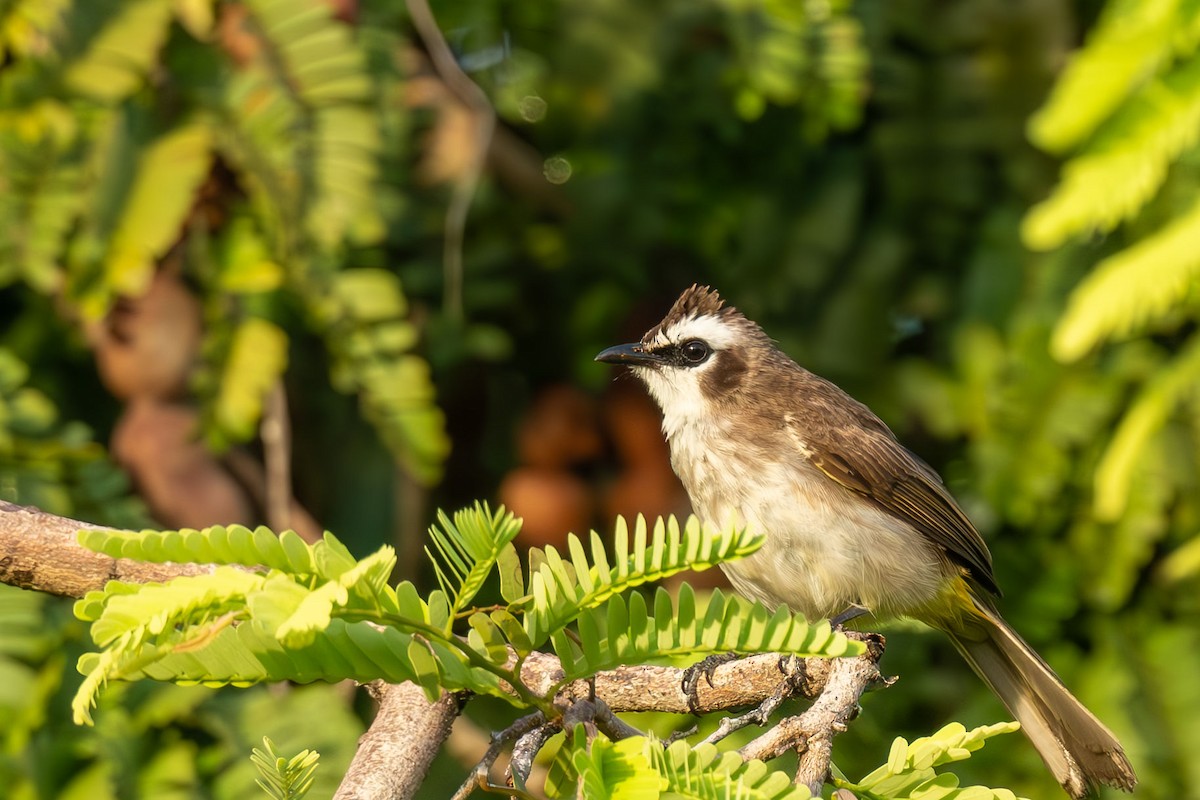 Yellow-vented Bulbul - ML640553036