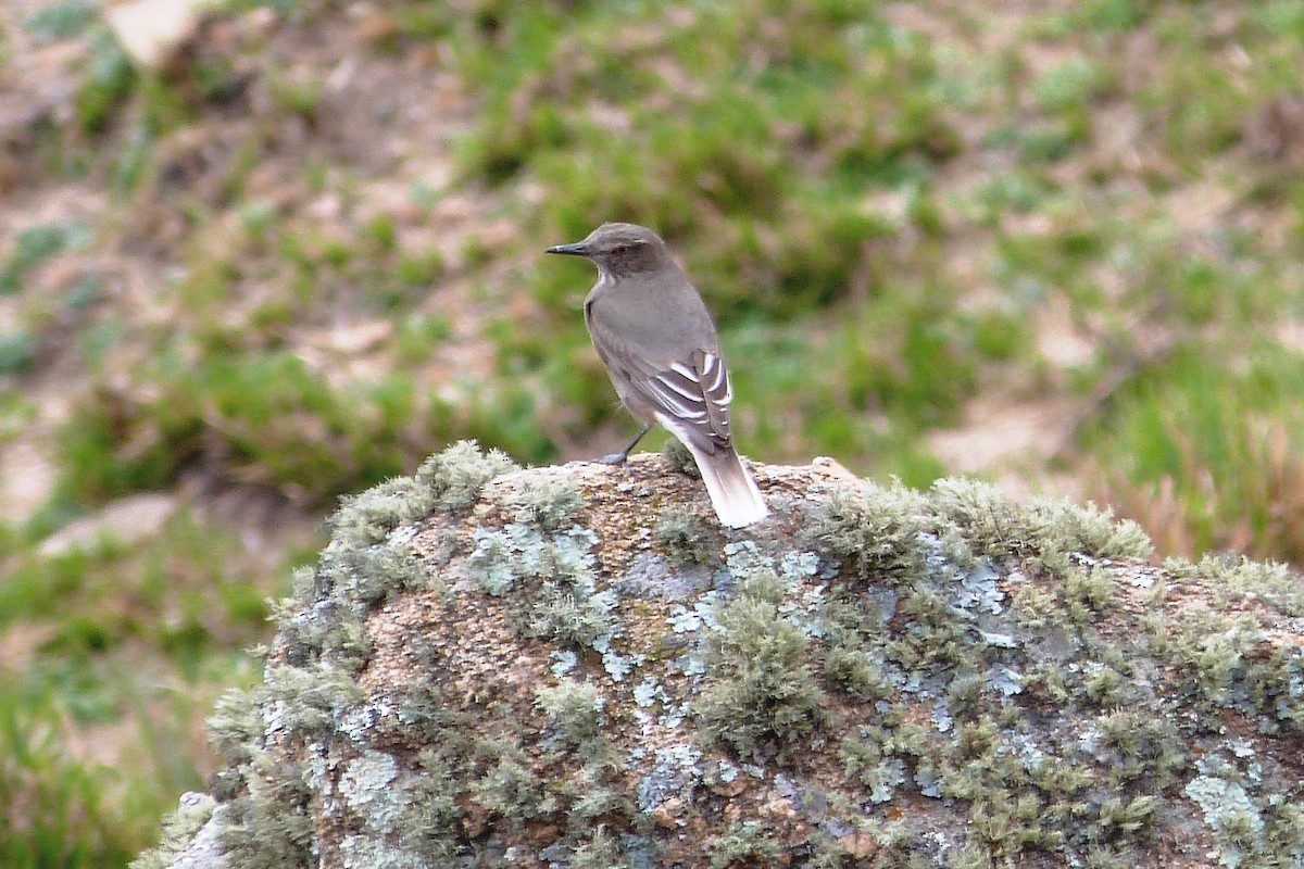 Black-billed Shrike-Tyrant - ML640553040