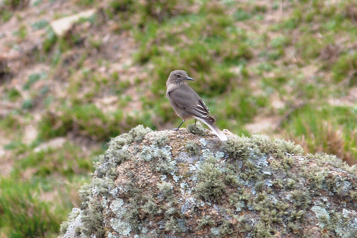 Black-billed Shrike-Tyrant - ML640553041