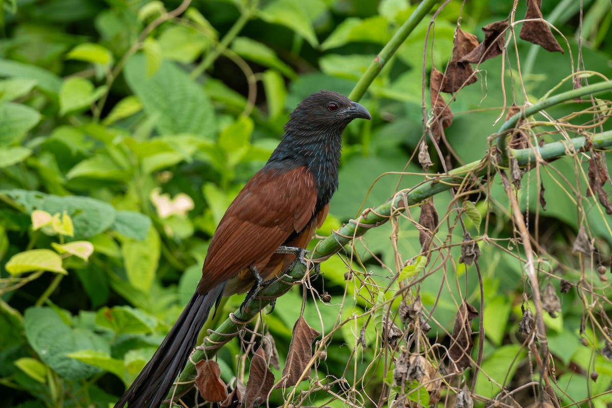 Philippine Coucal - ML640553046