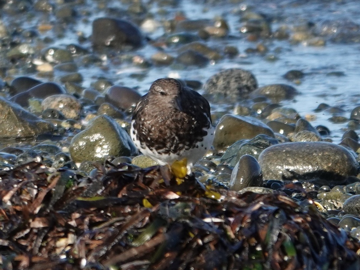 Black Turnstone - ML640553047