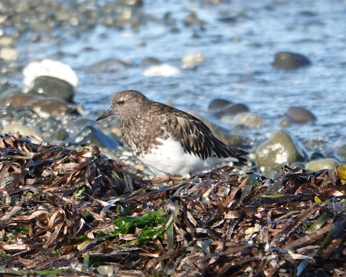 Black Turnstone - ML640553048