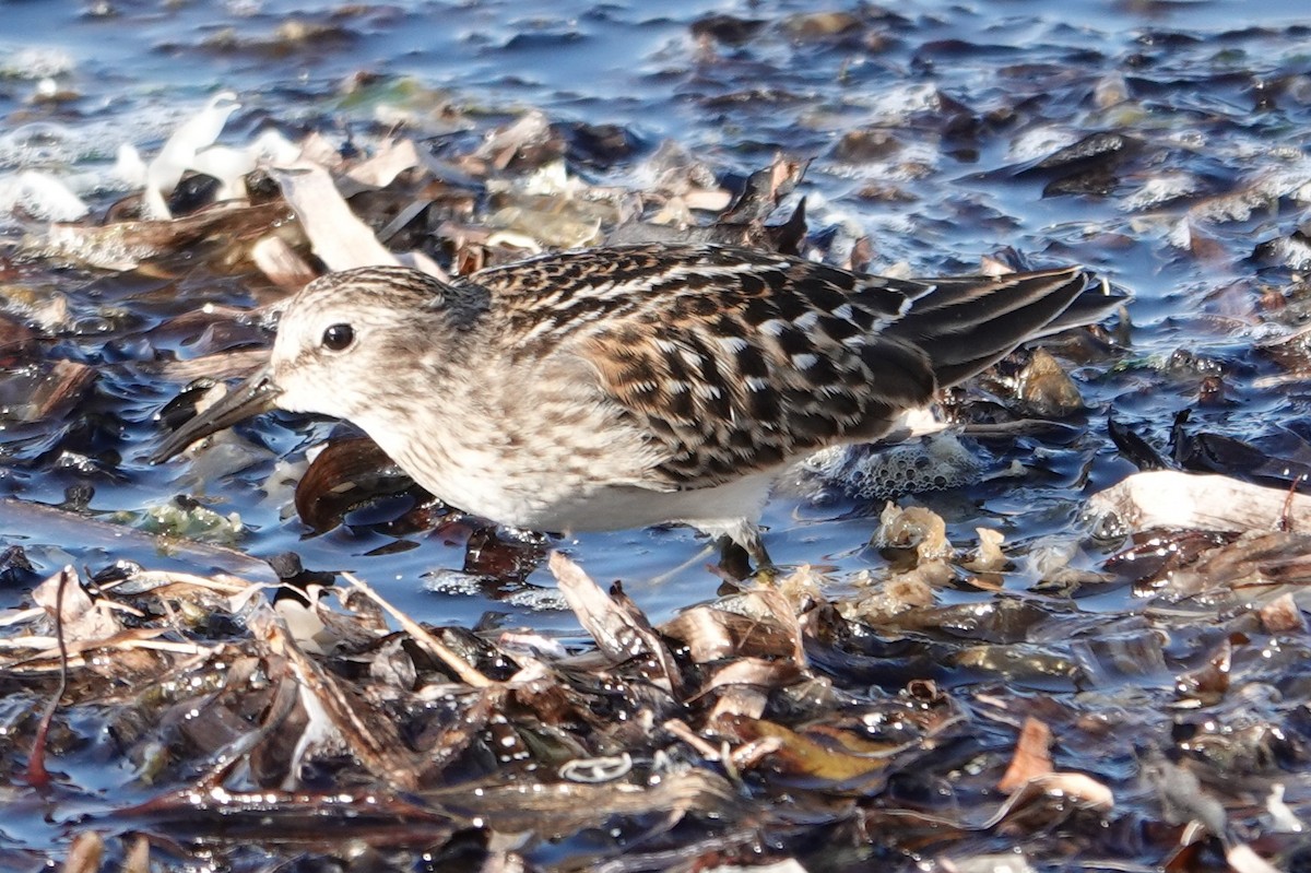 Least Sandpiper - ML640553049