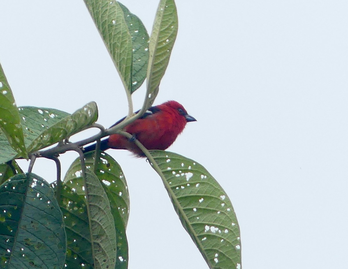 White-winged Tanager - ML640553055