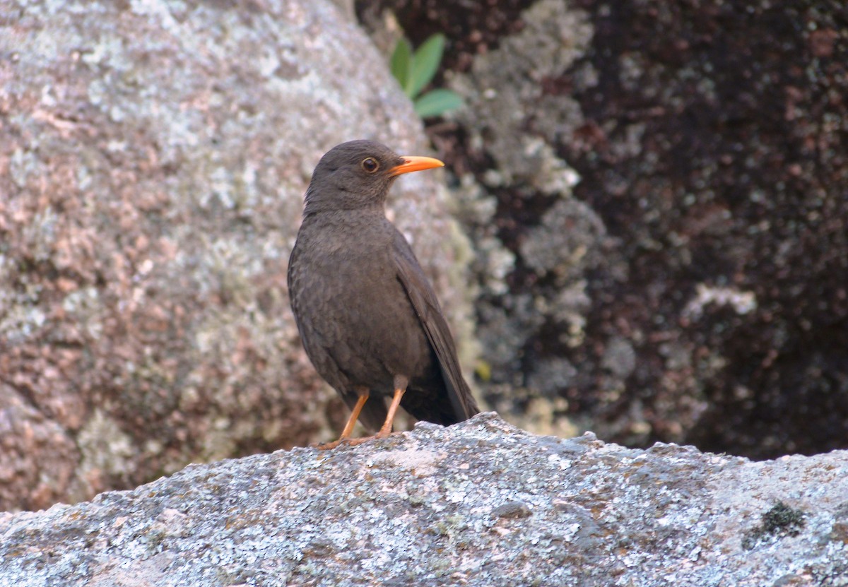 Chiguanco Thrush - ML640553056