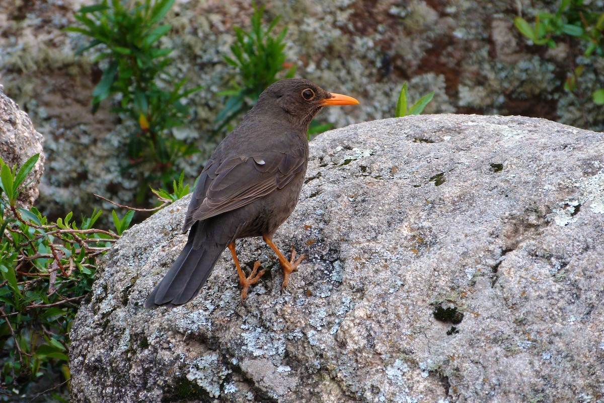 Chiguanco Thrush - ML640553057