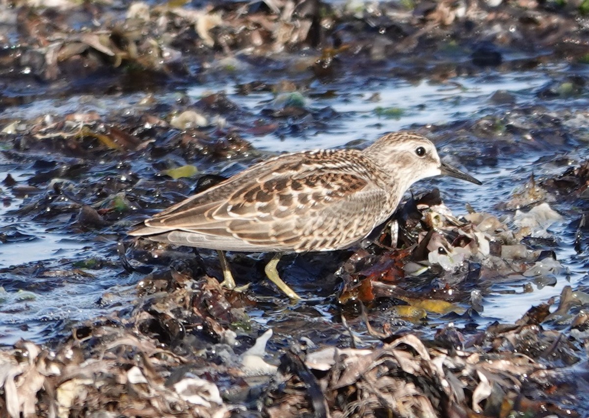 Least Sandpiper - ML640553058