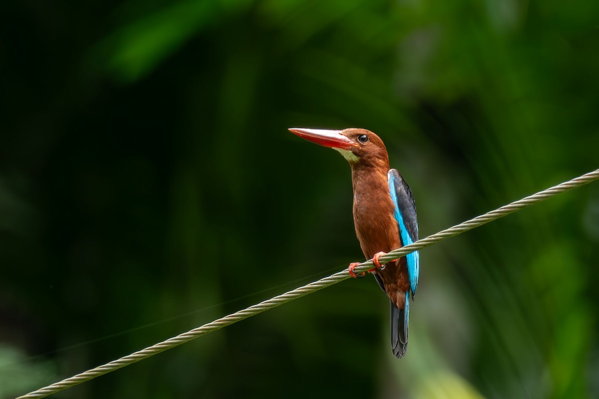 Brown-breasted Kingfisher - ML640553066