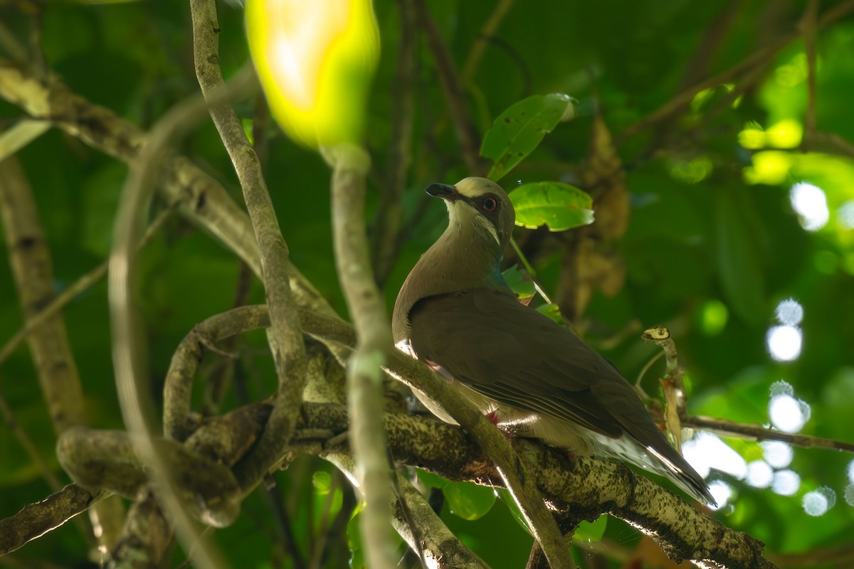 White-eared Brown-Dove - ML640553075