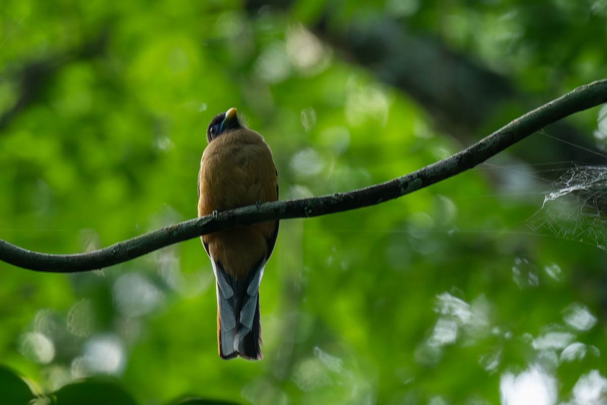 Philippine Trogon - ML640553077