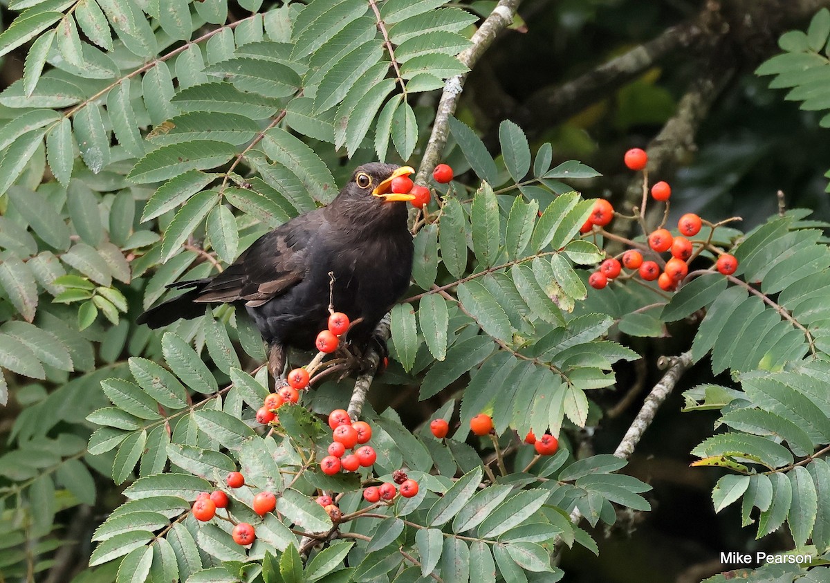 Eurasian Blackbird - ML640553198
