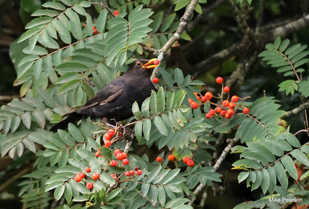 Eurasian Blackbird - ML640553200
