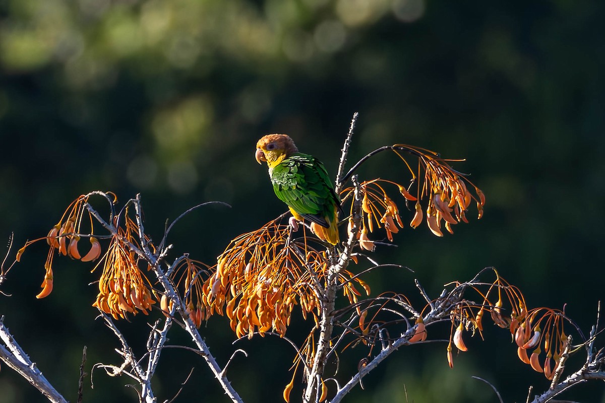 White-bellied Parrot - ML640553223