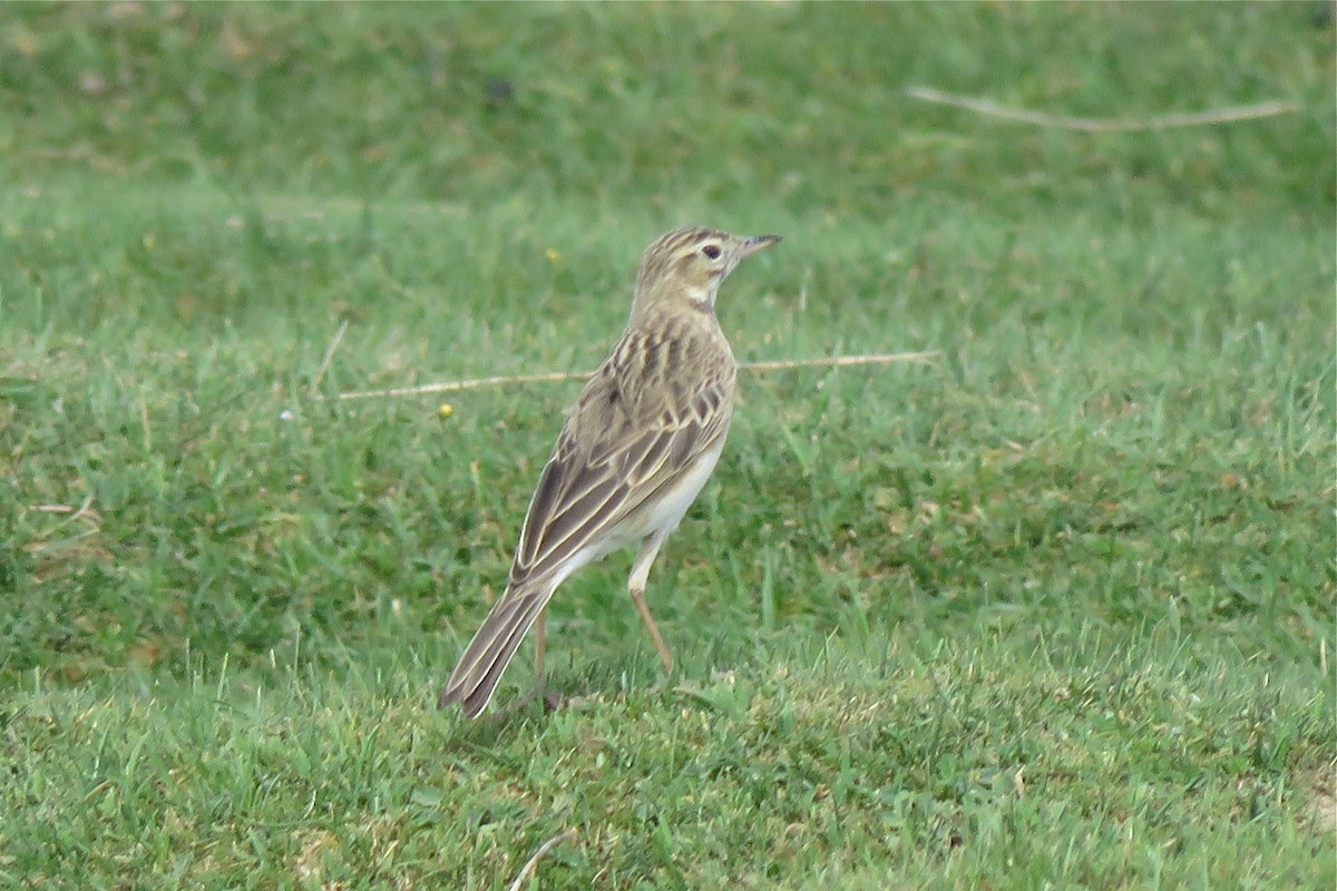 Richard's Pipit - ML640553249