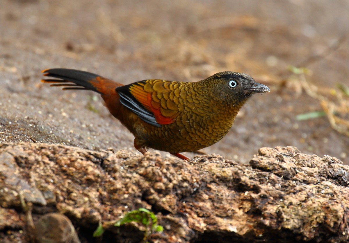 Blue-winged Laughingthrush - ML640553253