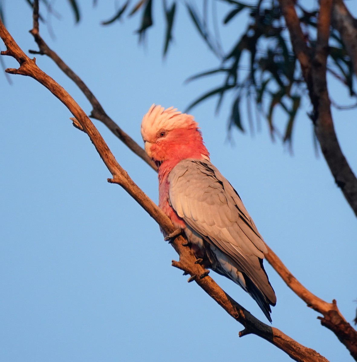 Galah - ML640553271