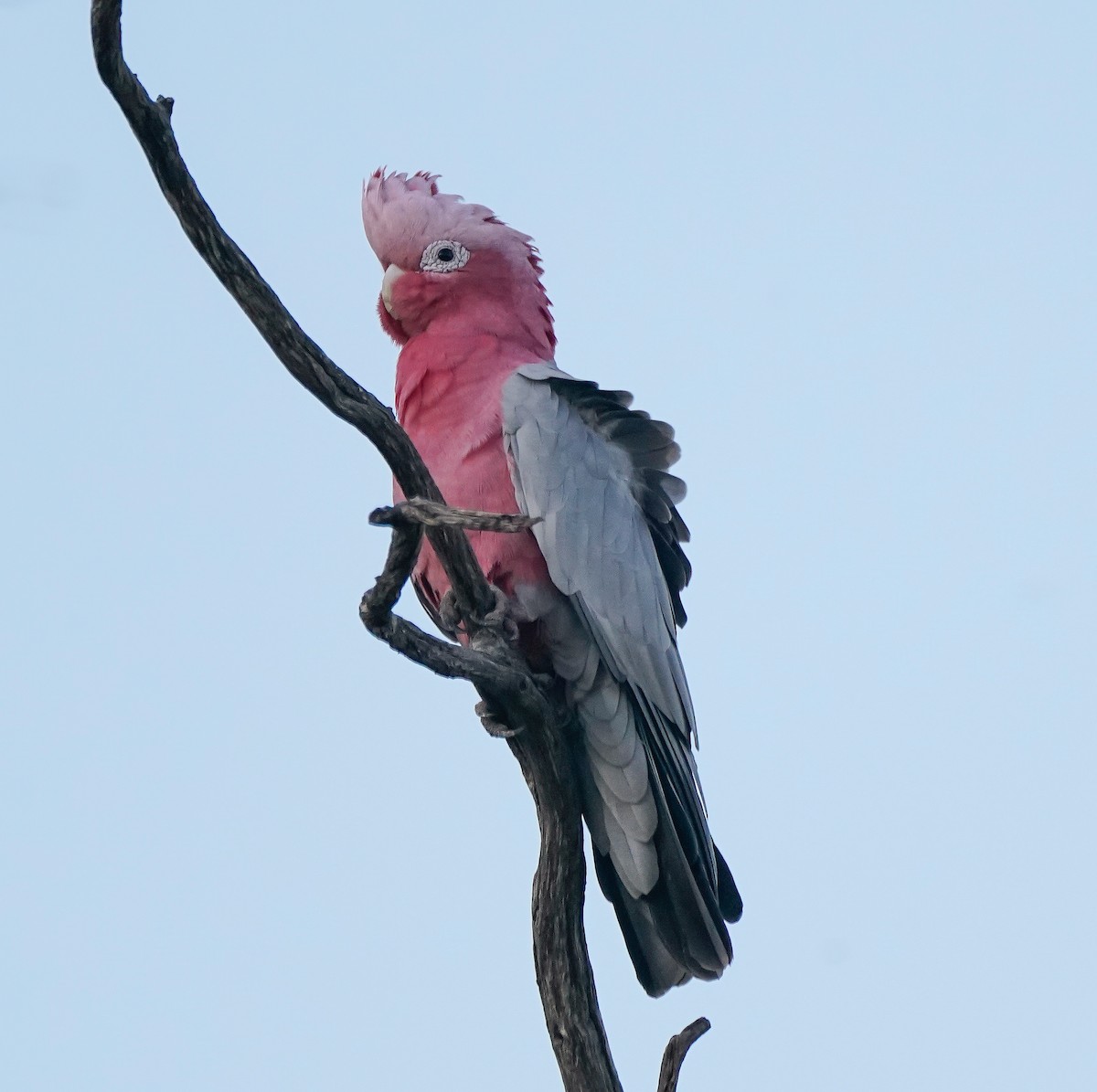 Galah - ML640553282