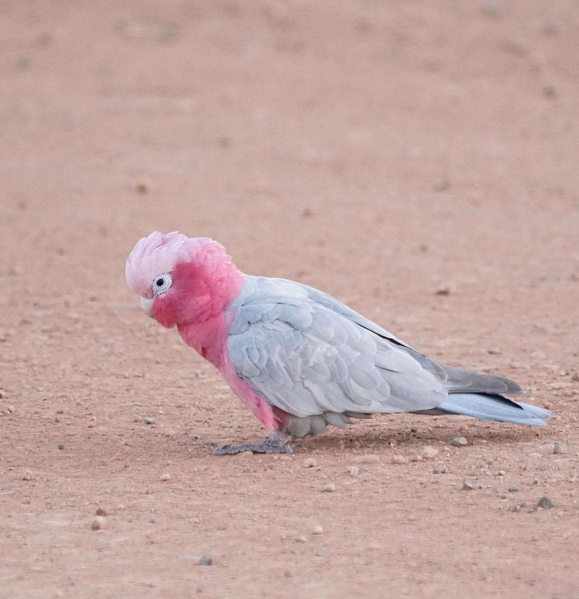 Galah - ML640553283