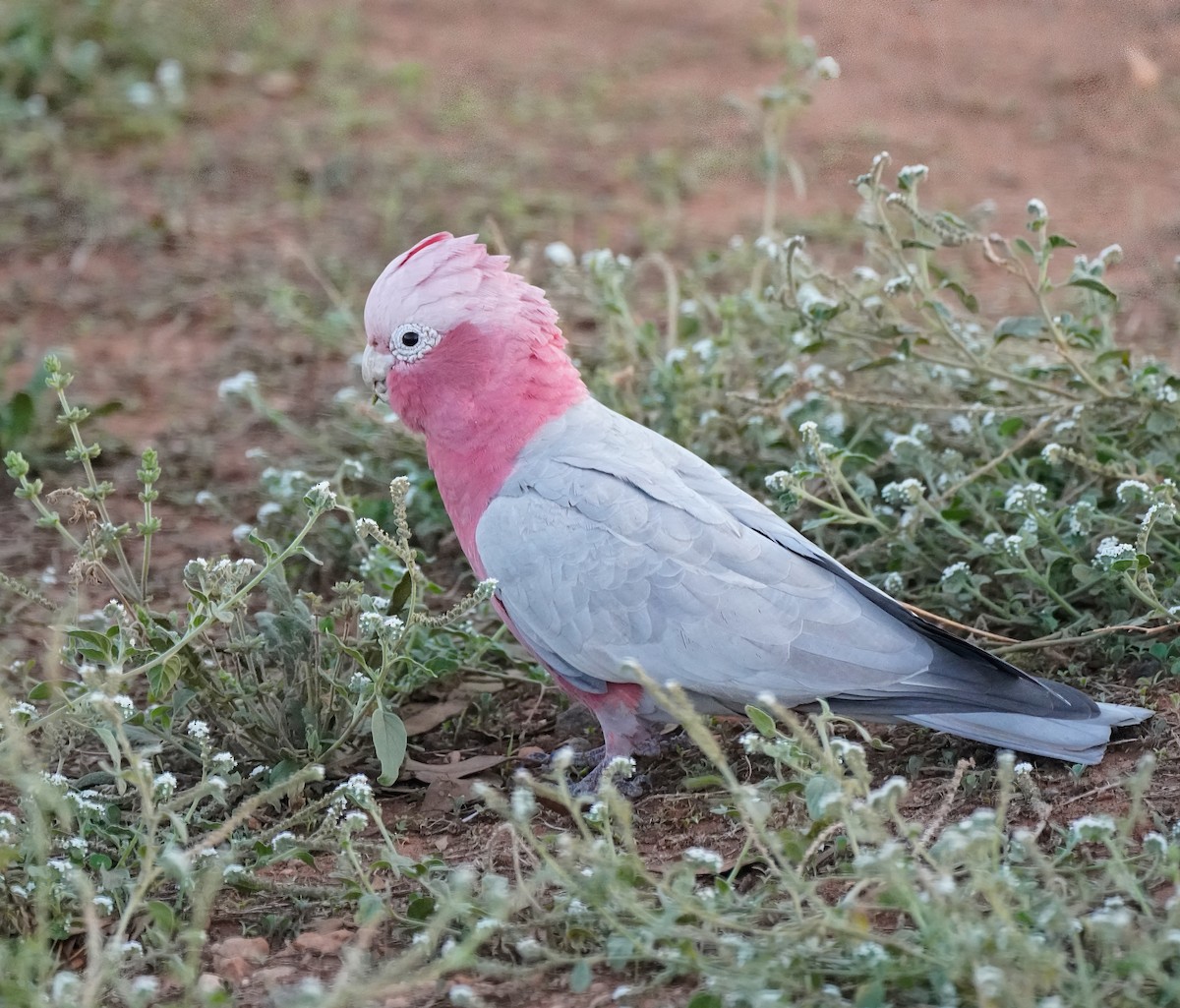 Galah - ML640553284