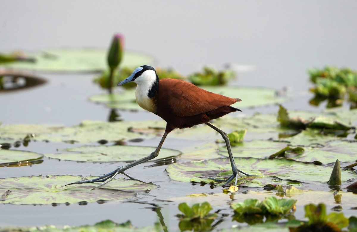 African Jacana - ML640553294