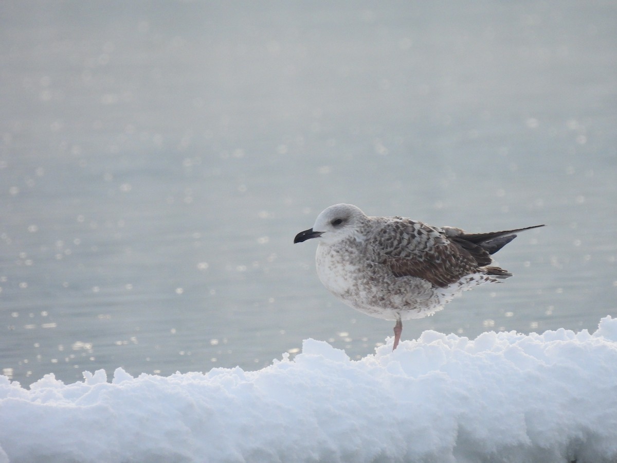 Yellow-legged Gull - ML640553296