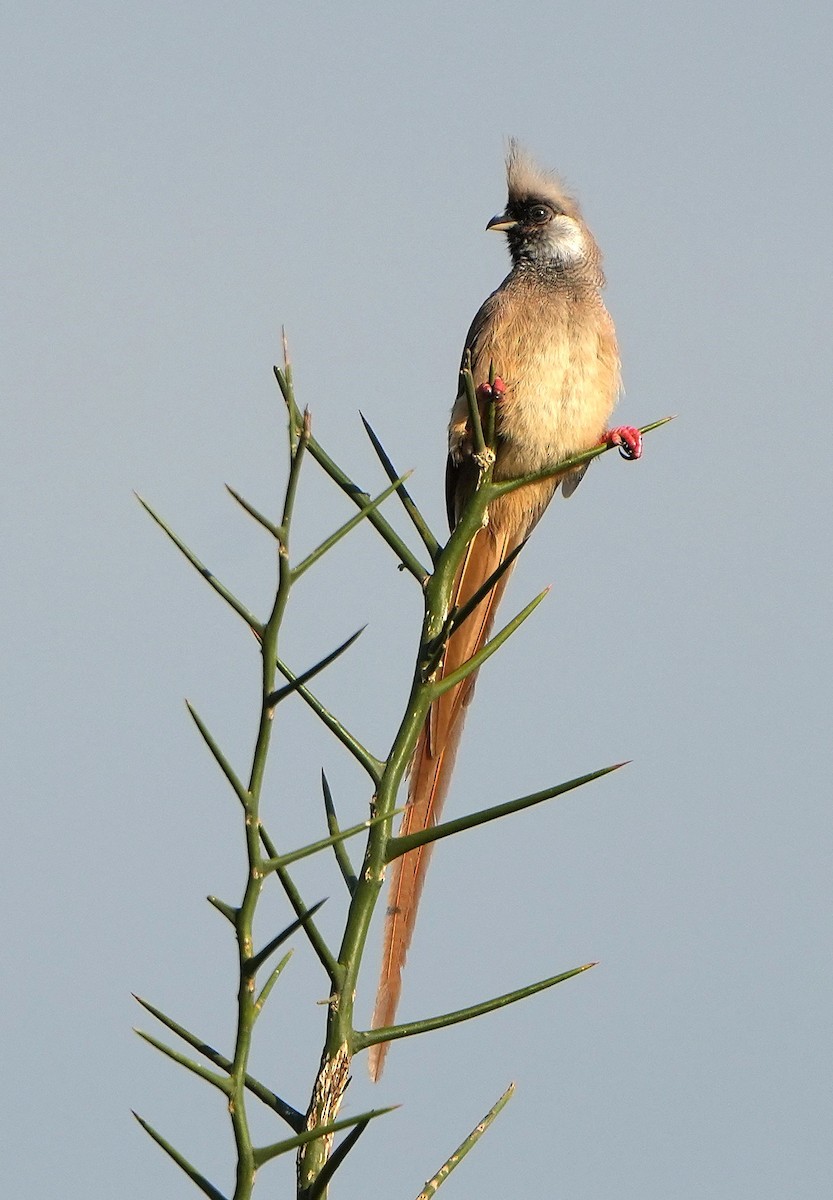 Speckled Mousebird - ML640553308
