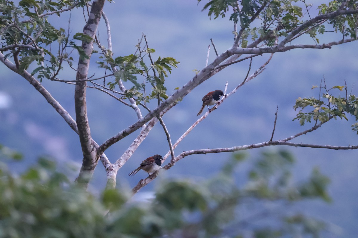Black-chested Sparrow - ML640553342