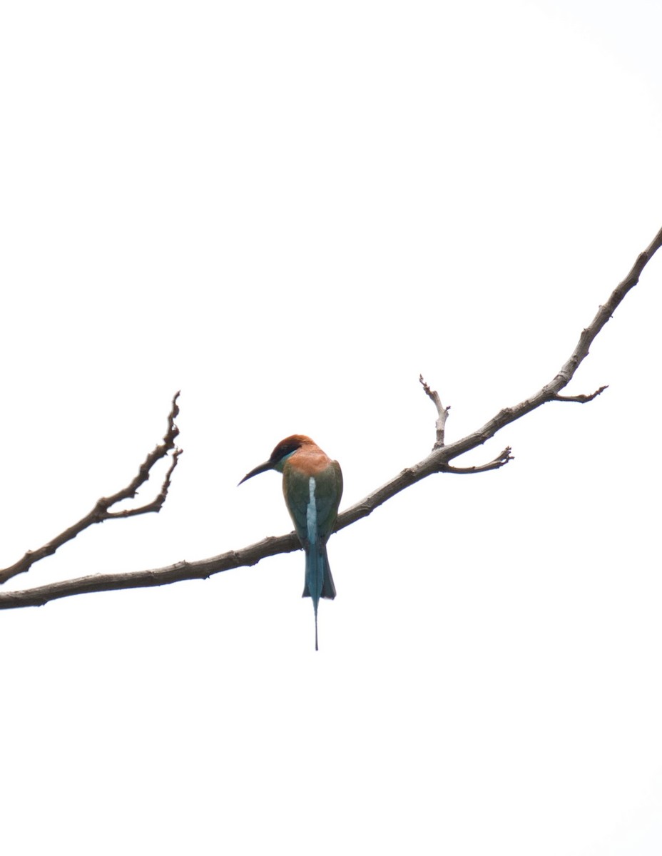 Rufous-crowned Bee-eater - ML640553405